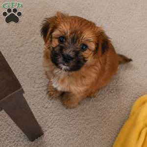 Bella, Morkie / Yorktese Puppy